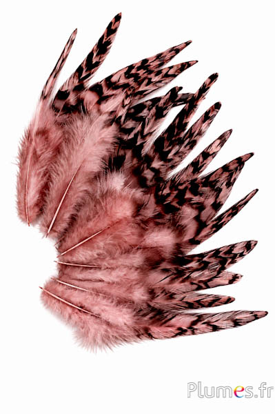 Gallo cincillà - 9-13 cm - rosa vecchia